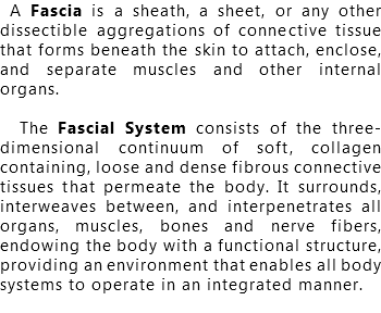 A Fascia is a sheath, a sheet, or any other dissectible aggregations of connective tissue that forms beneath the skin to attach, enclose, and separate muscles and other internal organs. The Fascial System consists of the three-dimensional continuum of soft, collagen containing, loose and dense fibrous connective tissues that permeate the body. It surrounds, interweaves between, and interpenetrates all organs, muscles, bones and nerve fibers, endowing the body with a functional structure, providing an environment that enables all body systems to operate in an integrated manner. 